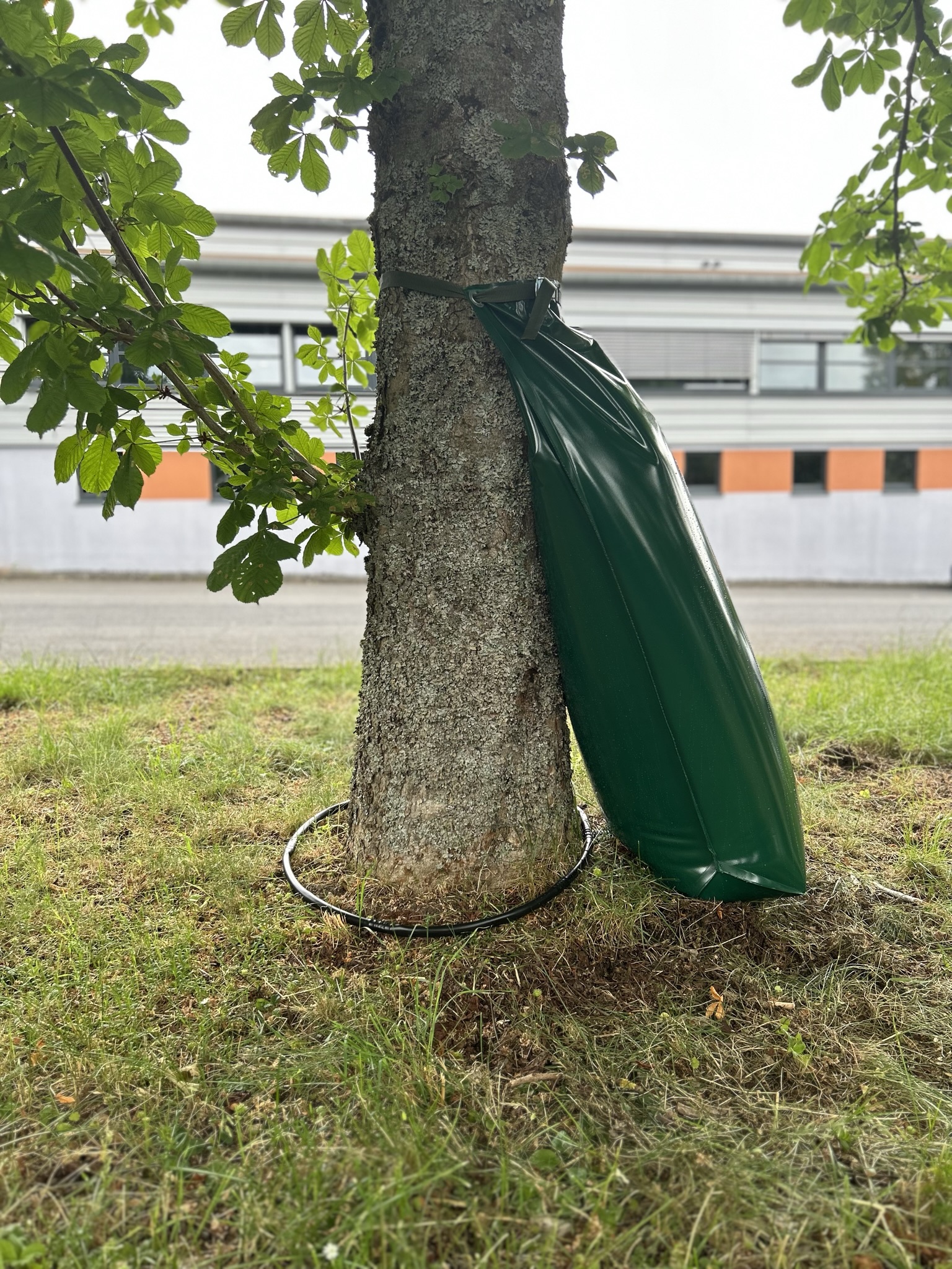 Baumbewässerungssack mit Bewässerungsring 24-30 Stunden Wasserabgabe